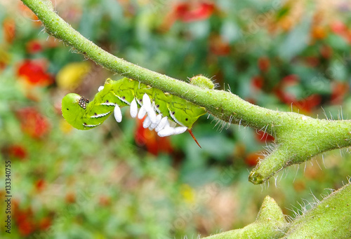 A Suffering Tobacco / Tomato Hornworm as host to parasitic braconid wasp eggs on a Tomato Plant in a vegetable garden. photo