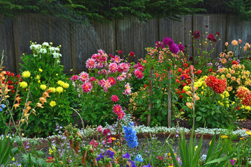 Keuken achterwand Dahlia Kleurige dahliatuin in zomerlicht  © perlphoto