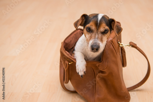 Dog in handbag - jack russell terrier © Karoline Thalhofer