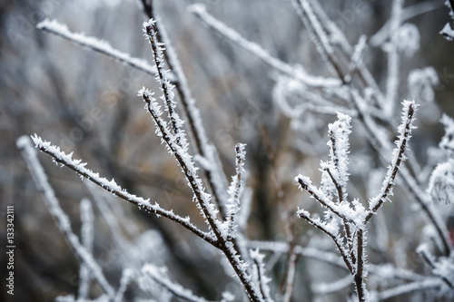 Winter branches of trees in hoarfrost  © producer