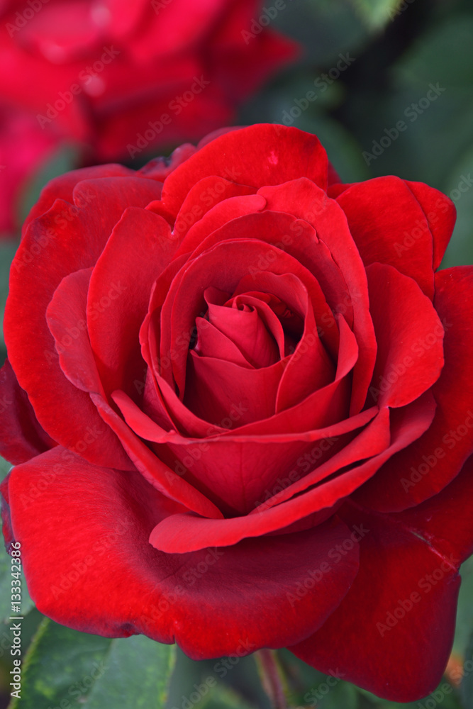 Close up of beautiful single red rose Close up of beautiful single red rose