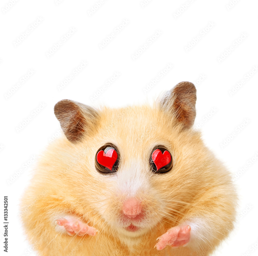 Hamster with hearts in eyes