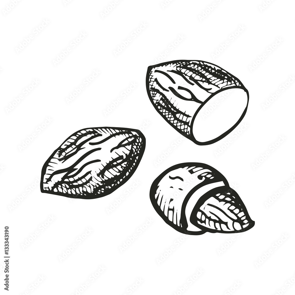 almonds drawing. vector illustration almonds drawing. vector illustration