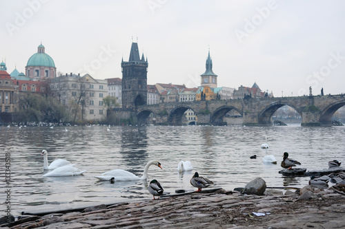 Swans on Vitava river in Prague