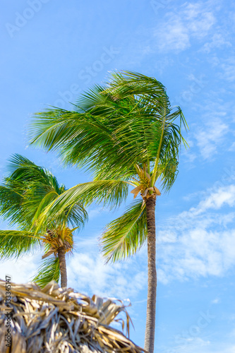 Dominikanische Republik 28    Palmen am Bavaro Strand