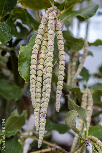 Garrya Elliptica