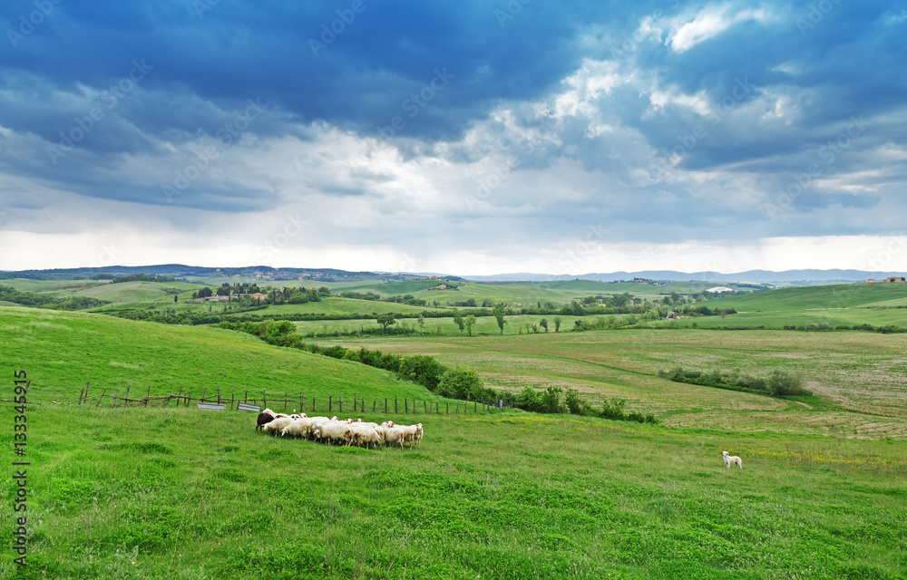 Tuscany rural landscape. Cattle flock sheep grazing green grass among the panorama green fields and blue sky. Sheep provide merino wool, mutton, milk. Tuscany rural landscape. Cattle flock sheep grazing green grass among the panorama green fields and blue sky. Sheep provide merino wool, mutton, milk.