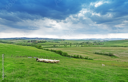 Tuscany rural landscape. Cattle flock sheep grazing green grass among the panorama green fields and blue sky. Sheep provide merino wool, mutton, milk.