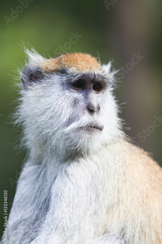 Photography Old monkey