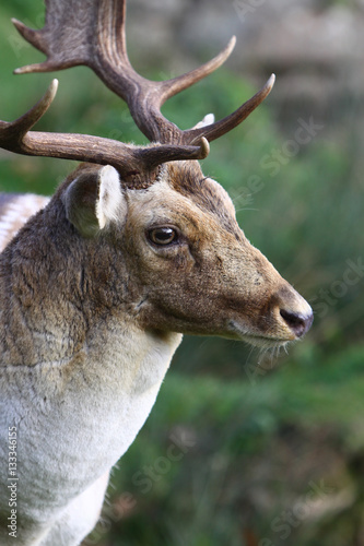 Portrait of a Stag