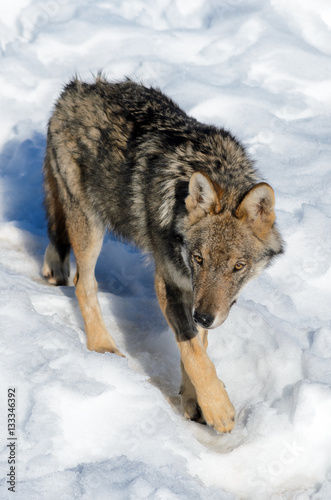 Young italian wolf (canis lupus italicus) in wildlife centre "Uomini e lupi" of Entracque, Maritime Alps Park (Piedmont, Italy) © Alessandro Cristiano