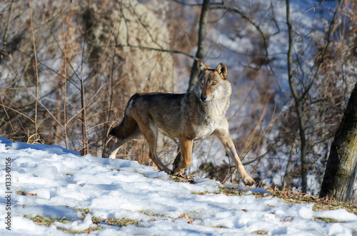 Male italian wolf (canis lupus italicus) in wildlife center "Uomini e lupi" of Entracque, Maritime Alps Park (Piedmont, Italy)
