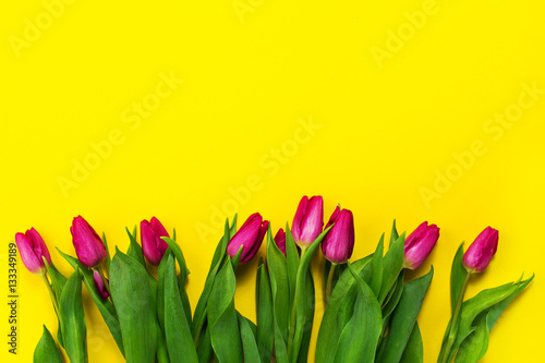 Fresh beautiful lila tulips on yellow colorful background. Sprin