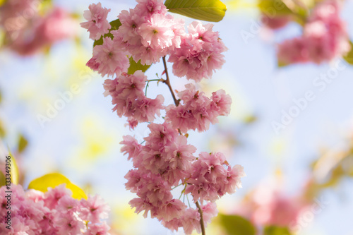 Cheery blossom on Swedens westcoast