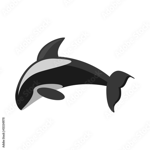 killer whale marine wildlife species vector illustration eps 10