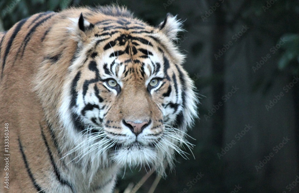 Obraz premium tiger Sumatran rare and endagered close-up background with copy space stock, photo, photograph, image, picture, press, 