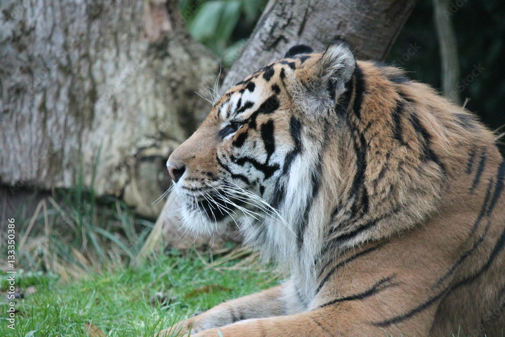 Fototapeta premium Sumatran Tiger rare and endagered