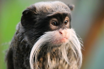 Emperor Tamarin monkey on branch white mustache stock photo photograph image picture 