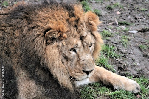 Asiatic lion close up rare and endagered