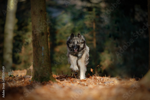 Tervueren rennend im Herbstwald