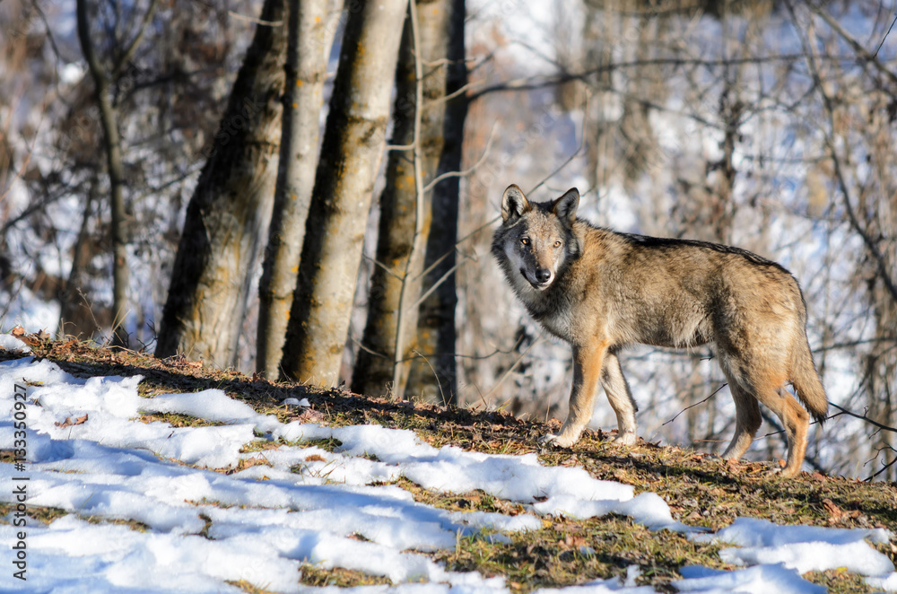 Fototapeta premium Young italian wolf (canis lupus italicus) in wildlife center 
