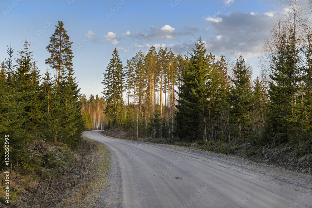 Ground road in coniferous forest