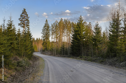 Ground road in coniferous forest