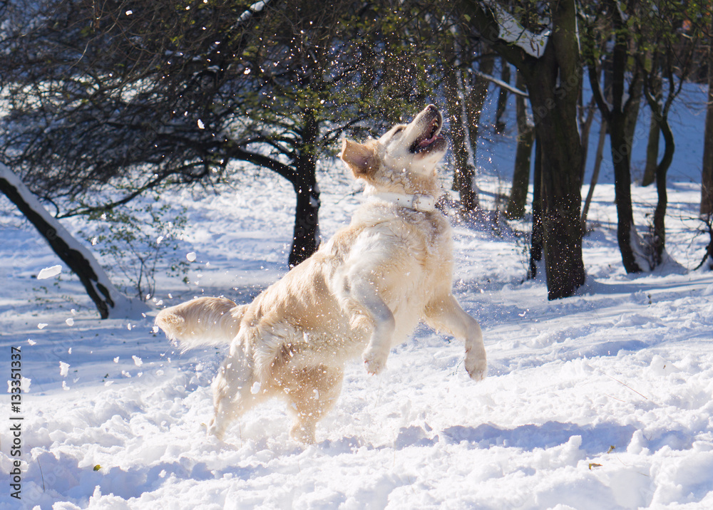 Amazing golden retriever dog jumping , playing snowballs.