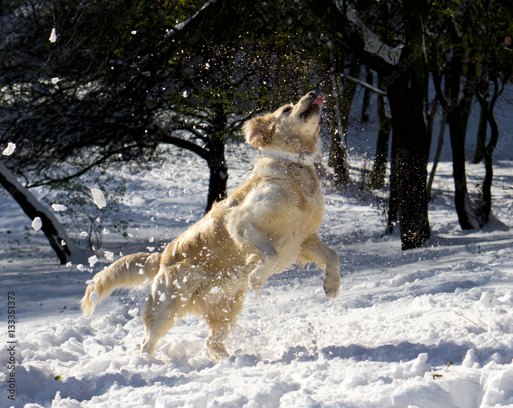 Amazing golden retriever dog jumping , playing snowballs. Amazing golden retriever dog jumping , playing snowballs.