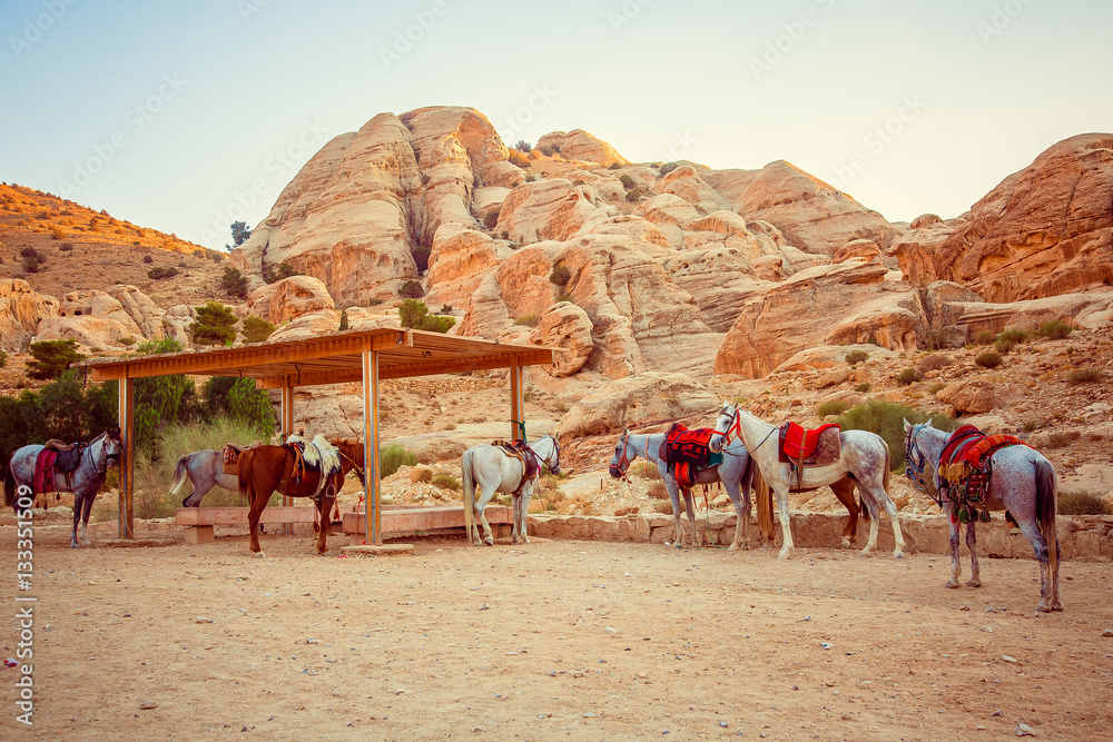 herd of horses near ancient city of Petra, Jordan. Wadi Rum