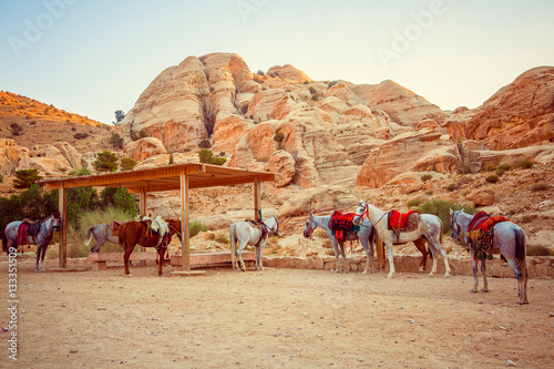 herd of horses near ancient city of Petra, Jordan. Wadi Rum © popovatetiana