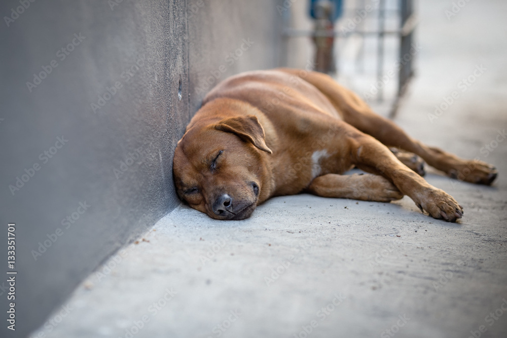 Homeless tired dog sleeping on the street
Homeless tired dog sleeping on the street