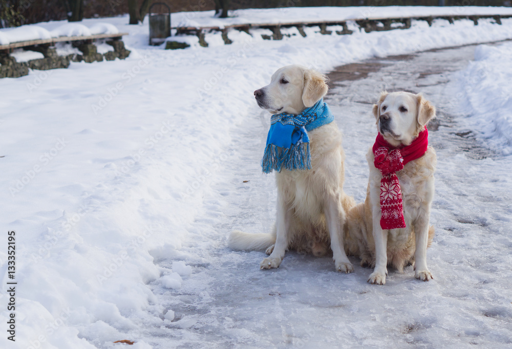 Couple of golden retriever dogs wearing blue and red scarf .