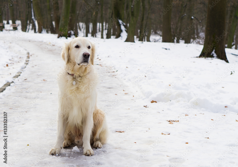 Adorable golden retriever dog sitting on snow. Winter in park.