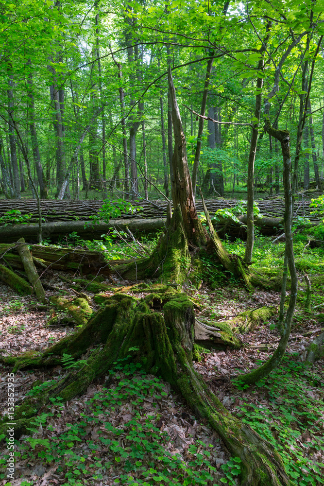 Fototapeta premium Partly declined stumps and broken oak in background