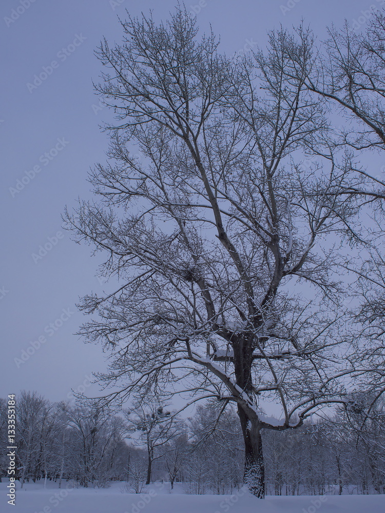Fototapeta premium 冬の樹林