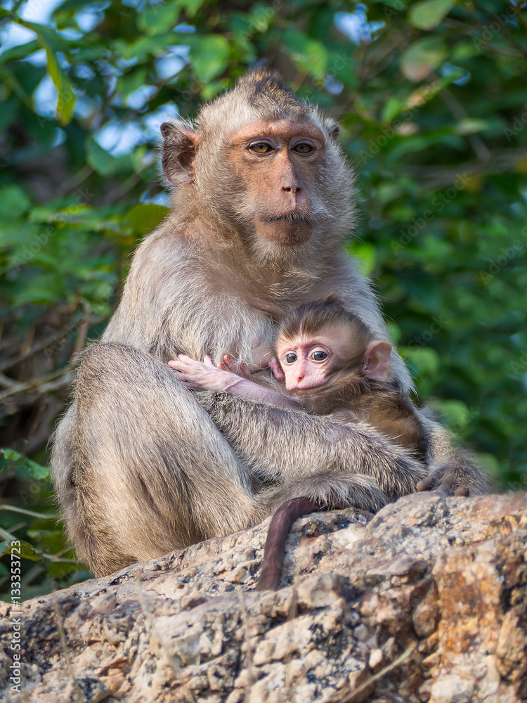 Mother monkey and baby monkey
