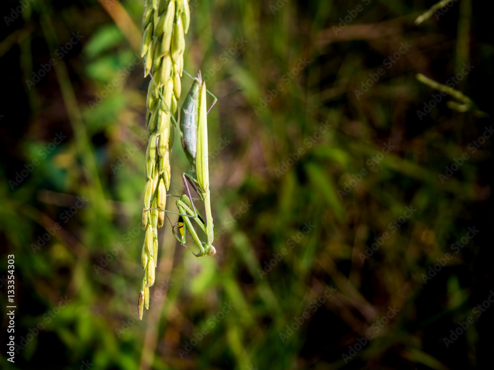 Mantis hang on ear of paddy