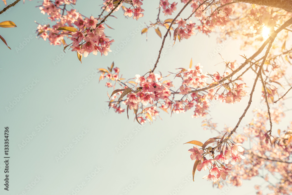 Vintage cherry blossom - sakura flower. nature background