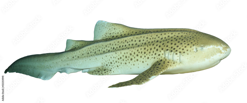 Fototapeta premium Leopard (Zebra) Shark isolated on white background