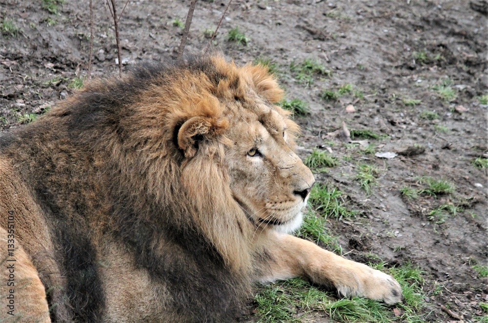 Asiatic lion close up rare and endangered also known as the Indian lion or Persian lion stock, photo, photograph, image, picture, press, Asiatic lion close up rare and endangered also known as the Indian lion or Persian lion stock, photo, photograph, image, picture, press,