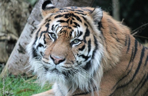 Tiger - Sumatran tiger  Panthera tigris sumatrae  is a rare tiger subspecies that inhabits the Indonesian island of Sumatra. Critically Endangered stock  photo  photograph  picture  image