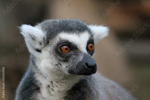 Lemur - Ring-tailed Lemur monkey with orange eyes stock  photo  photograph  image  picture  