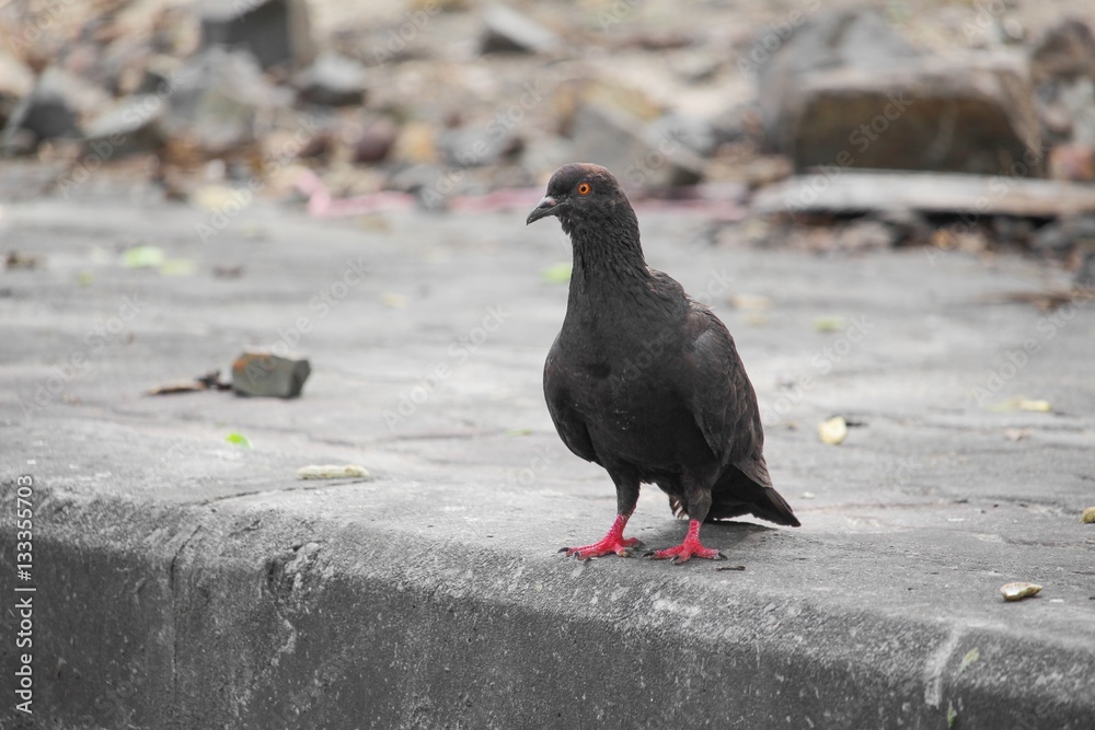 Obraz premium Dove on the curb 