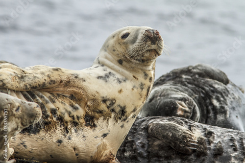 Grey seal (Halichoerus grypus), resting on cliffs, Farne Islands, United Kingdom.