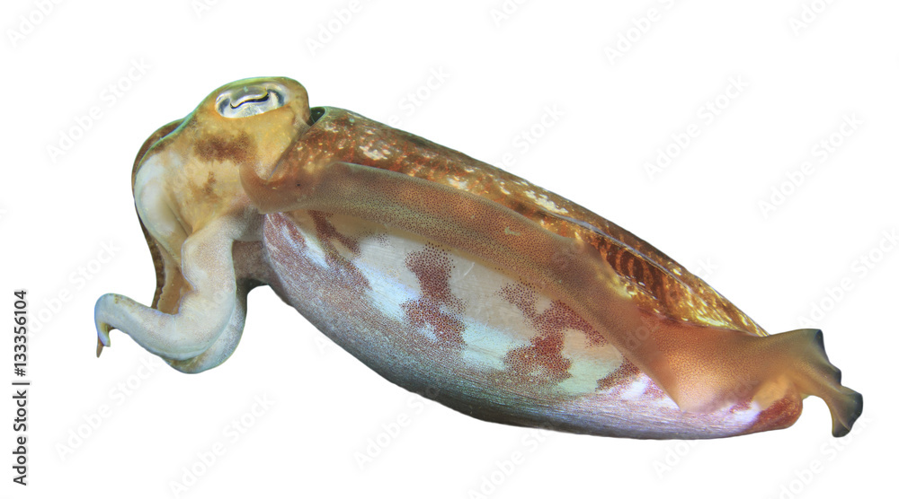 Fototapeta premium Cuttlefish isolated on white background. Cuttle fish, Sepia, Squid, Calamari