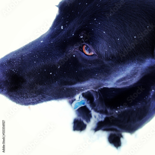 Snowy Puppy