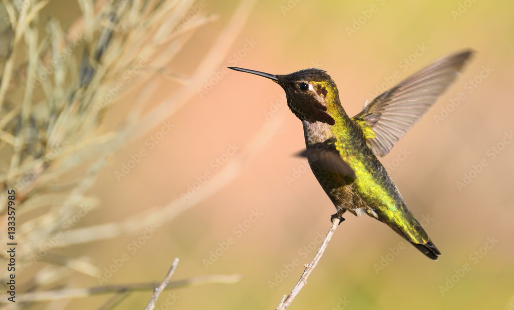 Naklejka premium Hummingbird