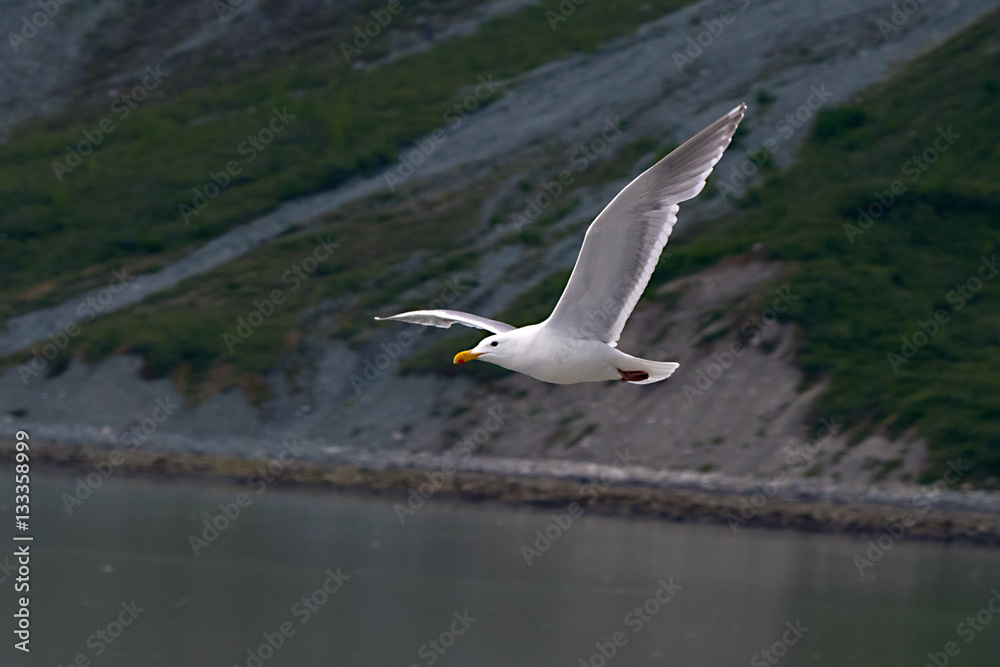 Glaucous-winged gull