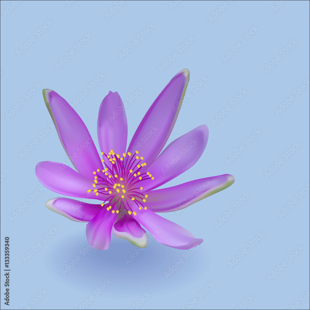 Violet flower with shadow on blue background